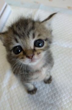 a small kitten sitting on top of a bed