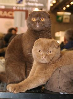 two cats sitting on top of a table in a room with people looking at the camera