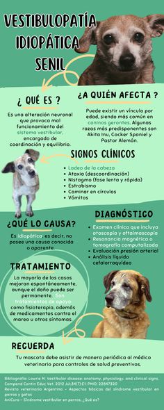 a poster with different types of dogs in spanish, english and french words on it