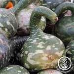 large group of green gourds stacked on top of each other with orange tops