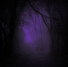 a dark forest filled with lots of trees covered in purple fog and light at the end