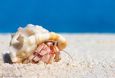 a close up of a shell on the sand