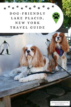 two dogs sitting on a bench with the words dog friendly lake placid, new york travel guide