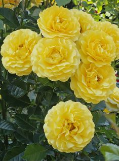 yellow flowers blooming in the garden with green leaves