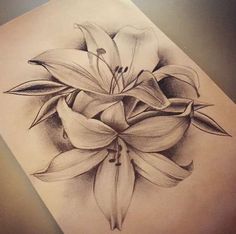 a pencil drawing of flowers on paper