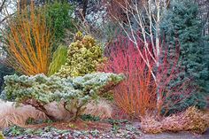 various types of trees and shrubs in a garden