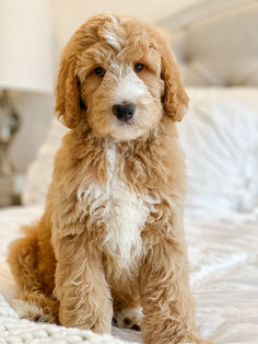 a small brown dog sitting on top of a bed