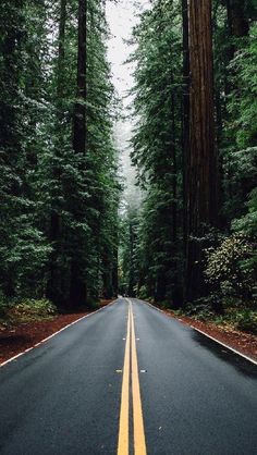 an empty road surrounded by tall trees in the middle of the forest with yellow lines