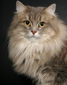 a long haired gray cat with yellow eyes