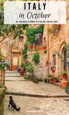 a cat sitting on the ground in front of an alleyway with potted plants