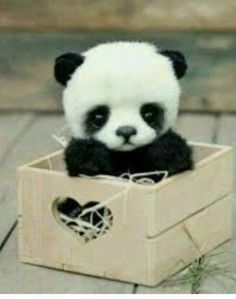 a panda bear sitting in a wooden box with hearts on it's chest and eyes open