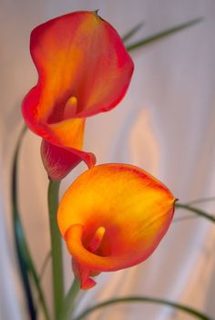 two red and yellow flowers in a vase