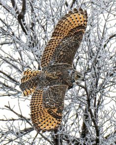 two owls are flying in the air near some tree branches and snow covered branches with no leaves on them