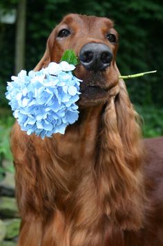 a brown dog holding a blue flower in it's mouth