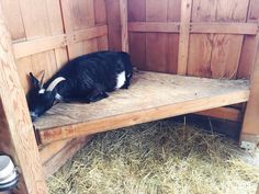 a black and white goat laying on top of a wooden bench next to hay in a barn