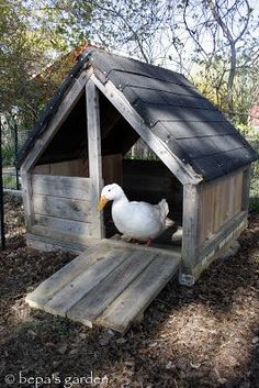 a white duck in a small wooden house