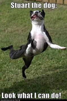 a dog jumping up in the air to catch a frisbee with it's mouth