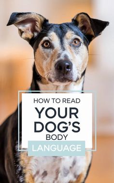 a dog holding a sign that says how to read your dog's body language