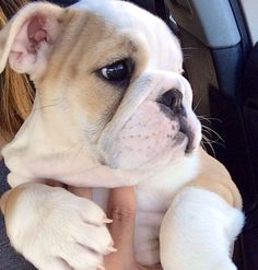 a small white and brown dog sitting on top of a person's lap in a car