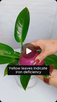 a person holding a potted plant with yellow leaves indicate iron defilency on it