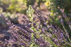 lavender flowers blooming in the sun on a sunny day