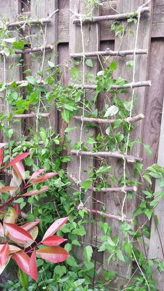 some red and green plants in front of a wooden fence with trelliss on it