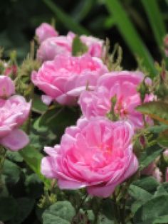 pink roses blooming in the garden with green leaves