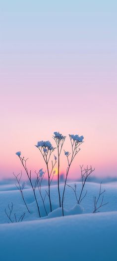 the sun is setting behind some snow covered plants in the foreground, with pink and blue sky above