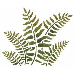 a fern leaf is shown on a white background