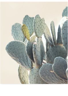 a large cactus plant with lots of green leaves