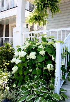 white hydrangeas and green plants in front of a house with porch railings