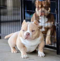 a dog sitting in front of a cage with another dog behind it and looking at the camera