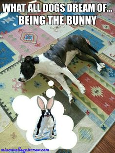 a black and white dog laying on top of a rug with a thought bubble above it