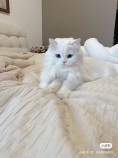 a white cat sitting on top of a bed