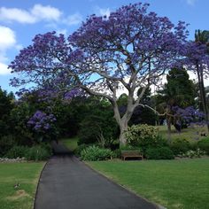 a large tree with purple flowers in the middle of a park path that leads to a bench