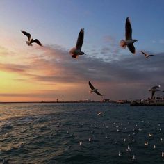 seagulls flying over the ocean at sunset