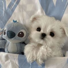 a small white dog sitting next to a stuffed animal on a blue and white blanket