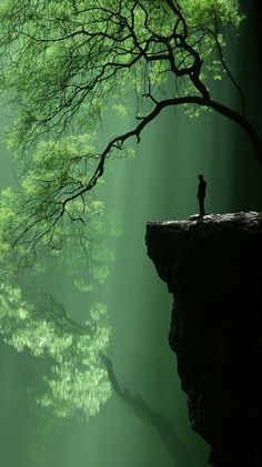 a man standing on top of a cliff next to a tree