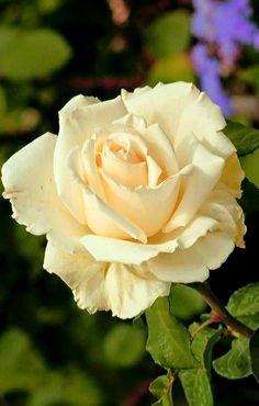 a white rose with green leaves and purple flowers in the backgrounnds