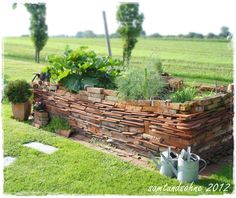 an outdoor garden with plants and watering cans