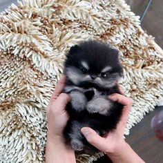 a person holding a small black and gray puppy in their hands on top of a rug