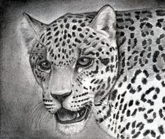 a pencil drawing of a cheetah