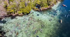 an aerial view of people in canoes on the water with fish swimming around them