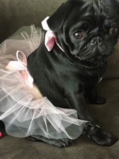 a small black dog wearing a tutu and dress sitting on top of a couch