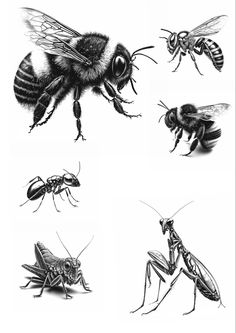 four different types of bugs and bees in black and white, each with an insect's head