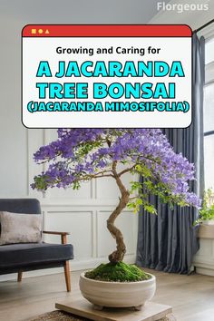 Jacaranda Tree Bonsai Jacaranda Mimosifolia, Bonsai Forest