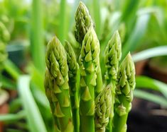 some green plants that are growing in the dirt