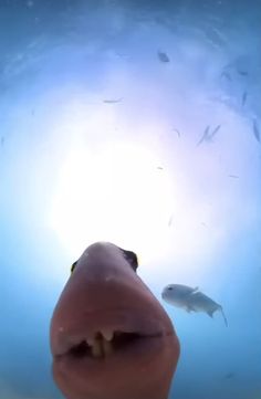 an underwater view of fish swimming in the water with sunlight coming through it's mouth