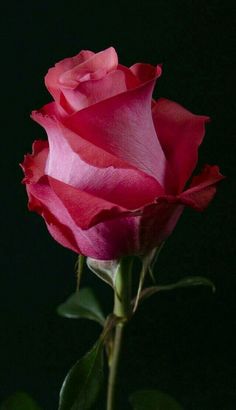 a single pink rose on a black background