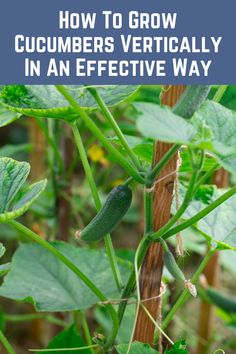 cucumbers are growing in the garden with text overlay that reads how to grow cucumbers vertically in an effective way